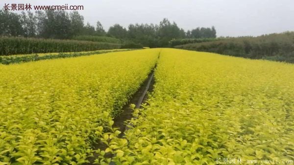 江苏沭阳的金叶女贞基地 江苏沭阳的金叶女贞基地