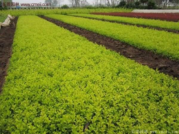 江苏沭阳的金叶女贞基地 江苏沭阳的金叶女贞基地