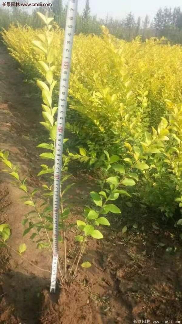 江苏沭阳的金叶女贞基地 江苏沭阳的金叶女贞基地