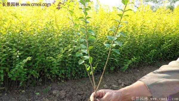 江苏沭阳的金叶女贞基地 江苏沭阳的金叶女贞基地