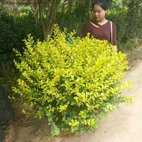 沭阳金叶女贞