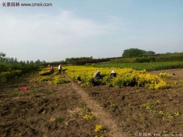沭阳金叶女贞基地 沭阳金叶女贞基地