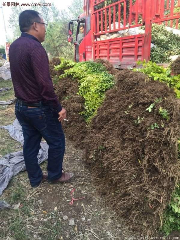 沭阳金叶女贞基地 沭阳金叶女贞基地