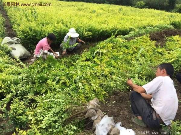 沭阳金叶女贞苗 沭阳金叶女贞苗
