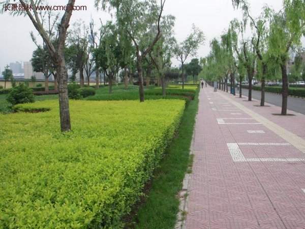 金叶女贞基地 金叶女贞基地