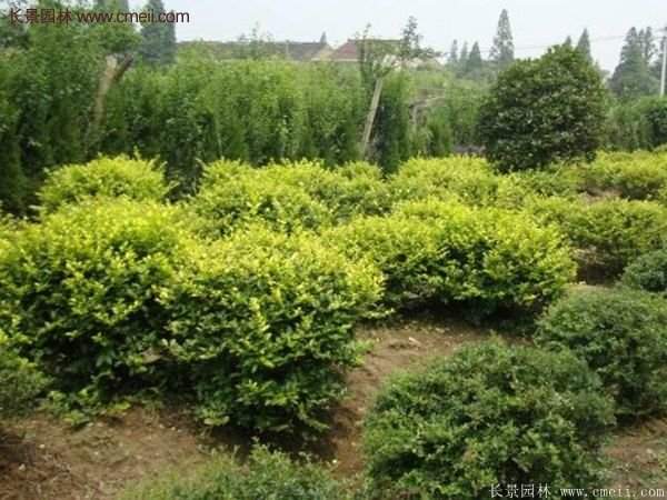 金叶女贞基地 金叶女贞基地