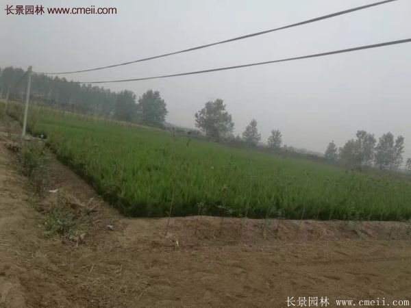 小龙柏