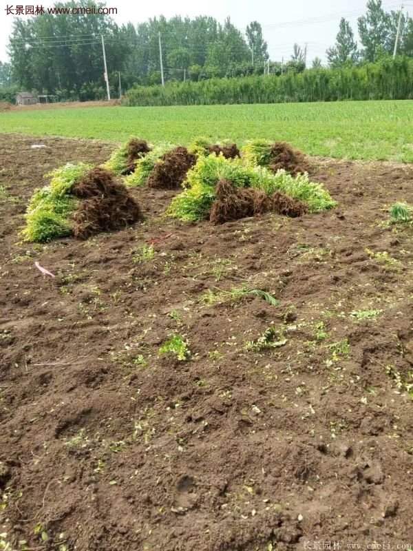 金叶女贞种植方法