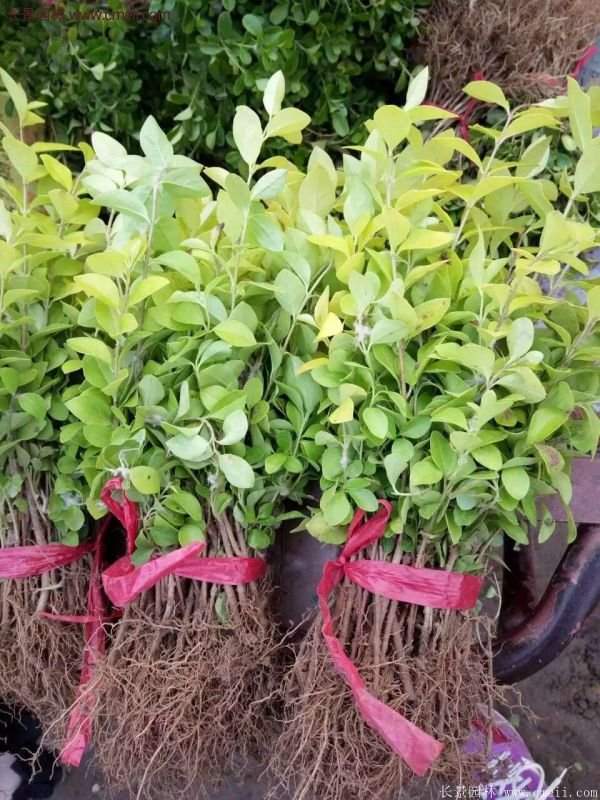 金叶女贞种植方法