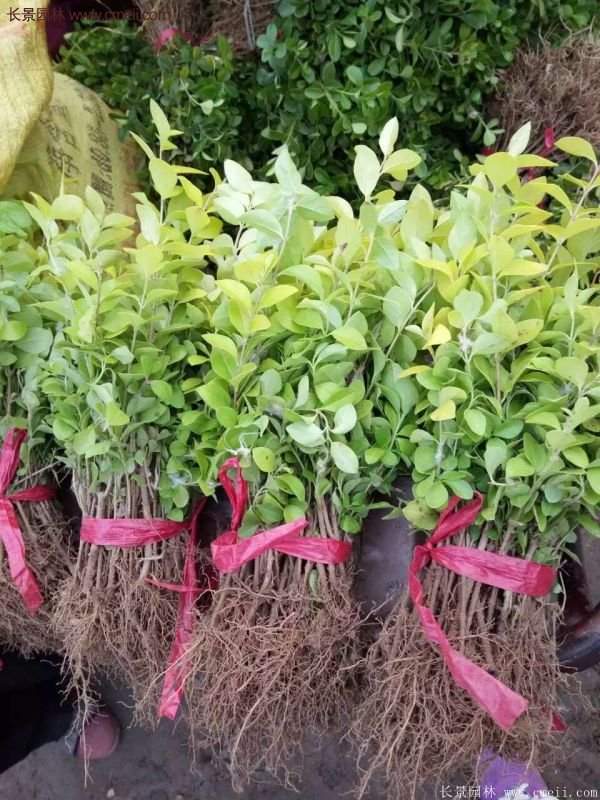 金叶女贞种植方法