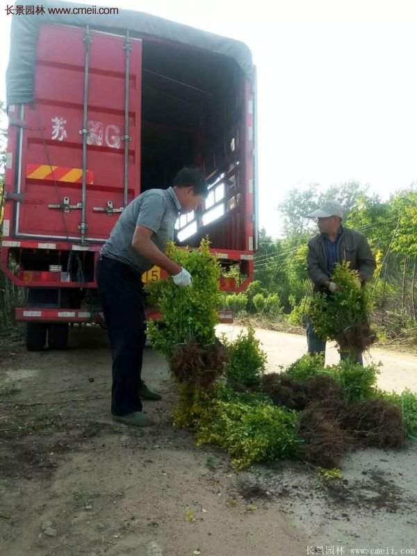 金叶女贞种植方法