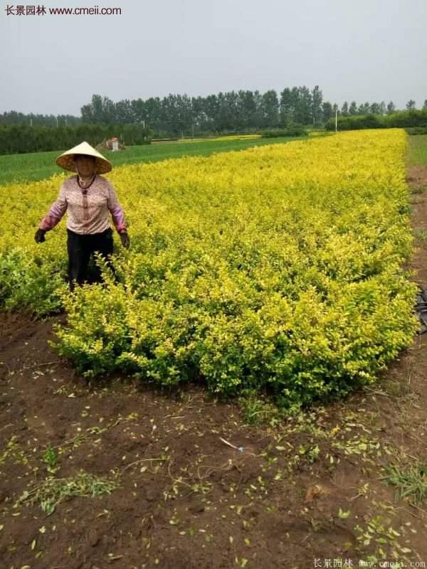 沭阳金叶女贞基地 沭阳金叶女贞基地