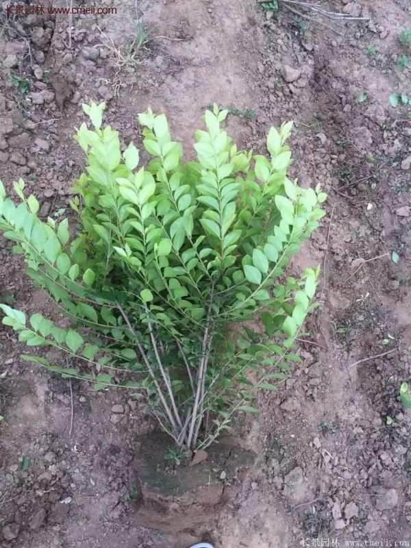 沭阳基地的金叶女贞