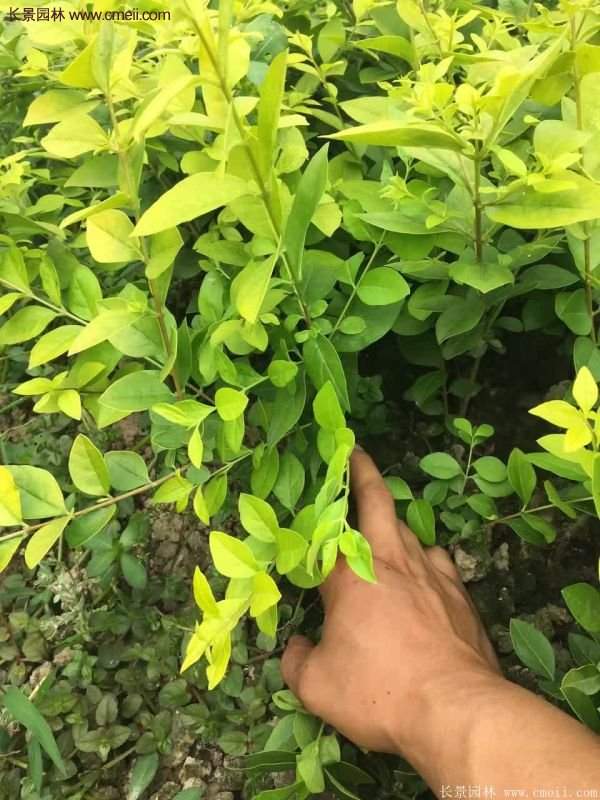 沭阳基地的金叶女贞球 沭阳基地的金叶女贞球