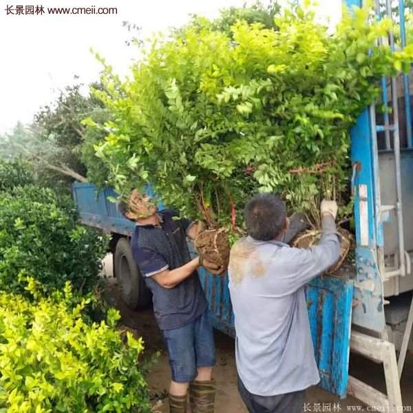 沭阳金叶女贞基地 沭阳金叶女贞基地