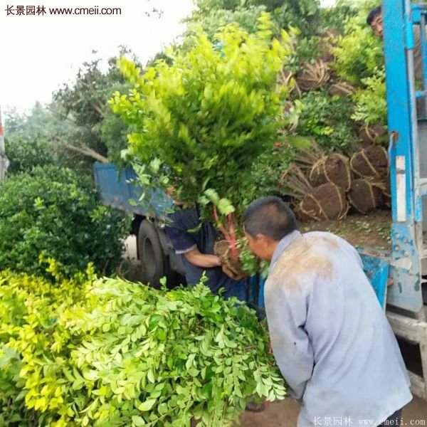 沭阳金叶女贞基地 沭阳金叶女贞基地