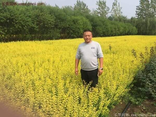 沭阳的金叶女贞基地 沭阳的金叶女贞基地