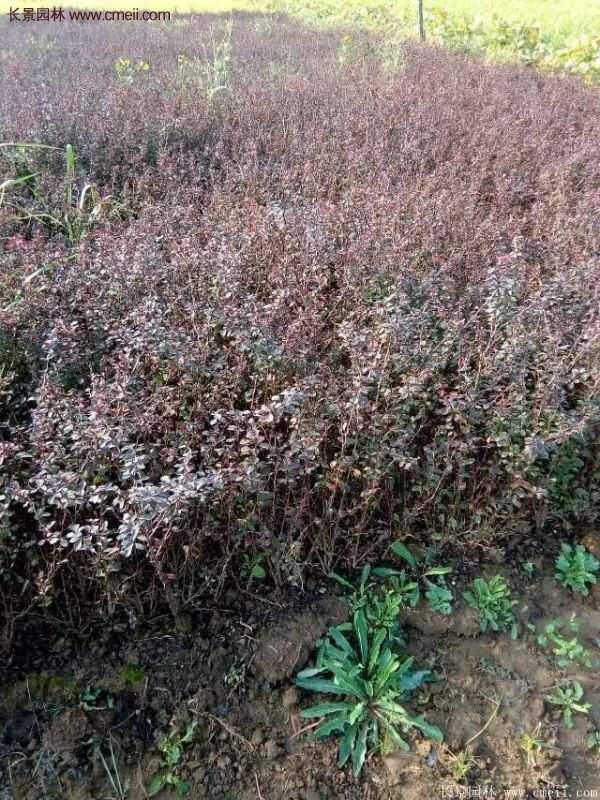 沭阳红叶小檗基地照片 沭阳红叶小檗基地照片