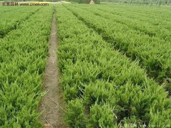 最新最全的小龙柏栽植技术汇总
