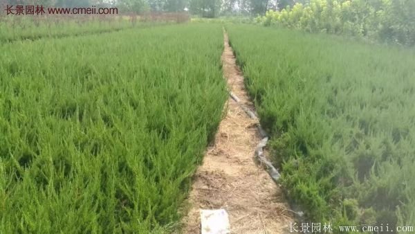 最新最全的小龙柏栽植技术汇总