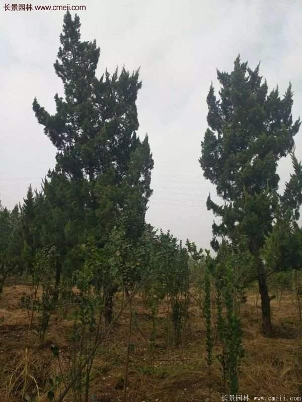 4公高度的龙柏造型树，地径在十公分左右