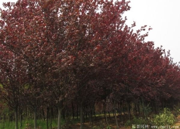 苗圃里的紫叶李