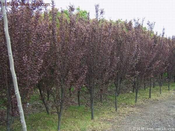 紫叶李批发基地,