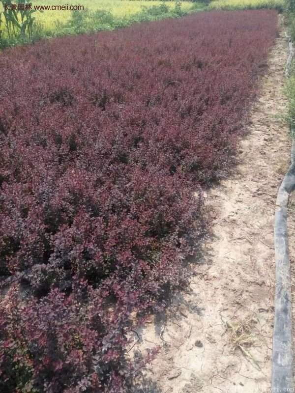 江苏基地红叶小檗 江苏基地红叶小檗
