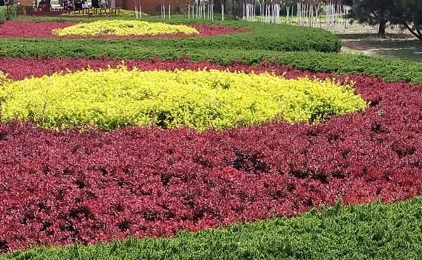 今日排行作为色块绿篱苗的红叶小檗今年也在苗行榜上