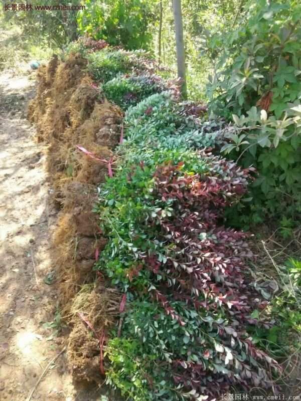 沭阳红叶小檗基地 沭阳红叶小檗基地
