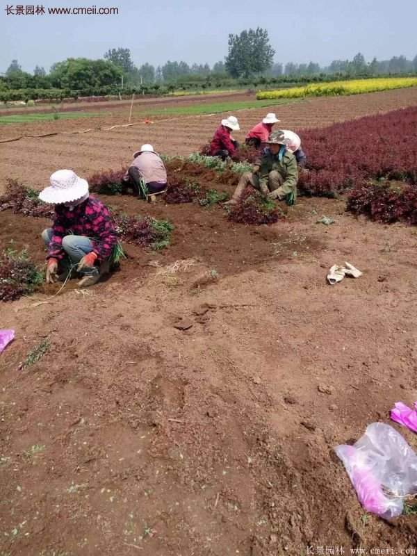 沭阳红叶小檗苗 沭阳红叶小檗苗