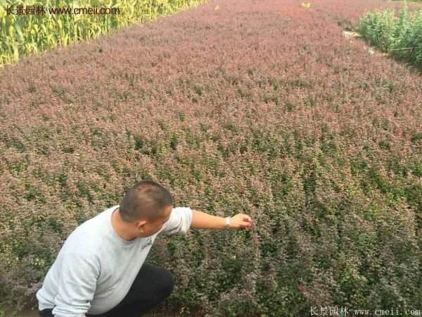 沭阳红叶小檗价格 沭阳红叶小檗价格