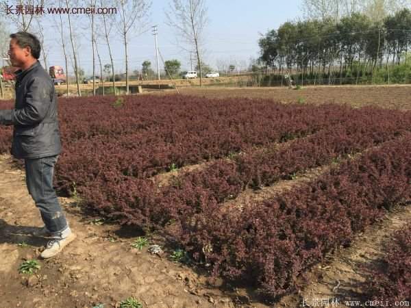 沭阳红叶小檗价格 沭阳红叶小檗价格