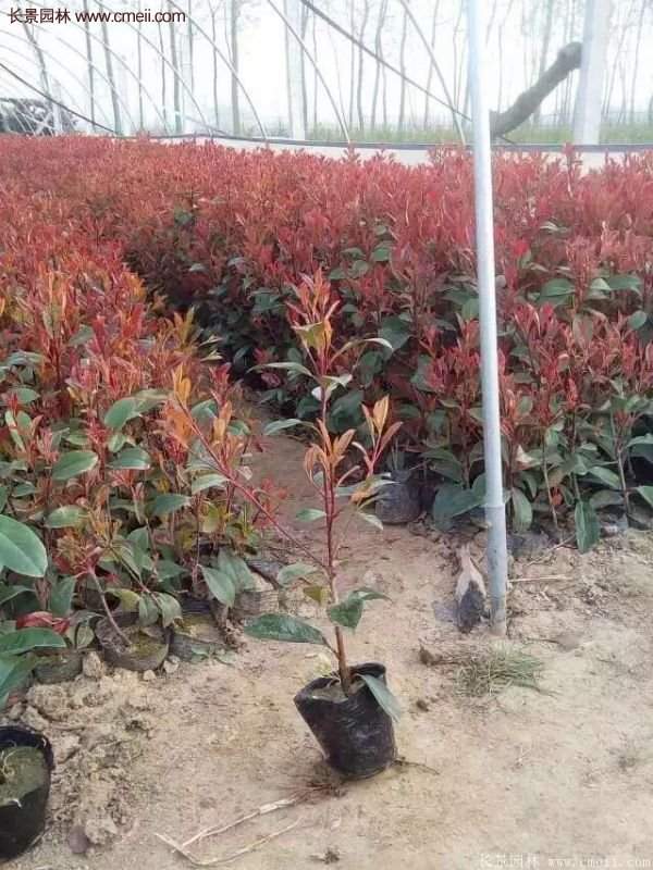 沭阳红叶石楠基地小苗 沭阳红叶石楠基地小苗