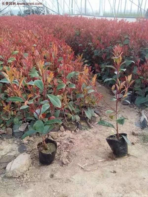 沭阳红叶石楠基地小苗 沭阳红叶石楠基地小苗