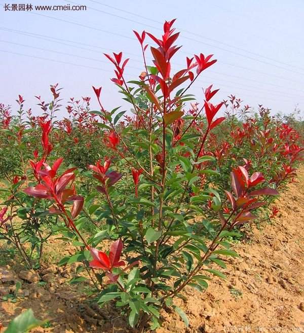 沭阳红叶石楠基地小苗