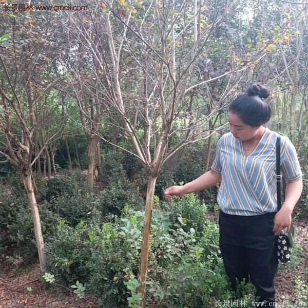 紫薇树多少钱一棵?