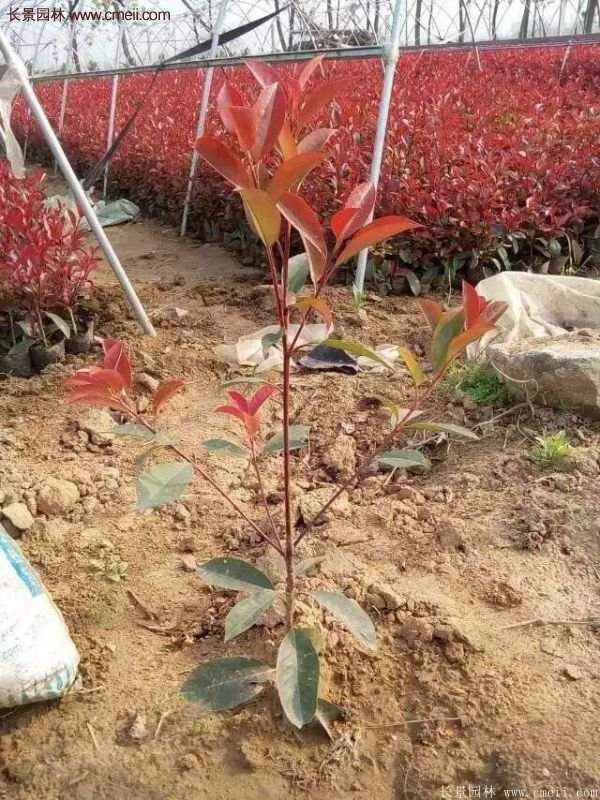 沭阳基地的红叶石楠苗 沭阳基地的红叶石楠苗