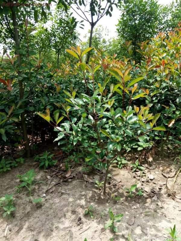 沭阳基地的红叶石楠苗 沭阳基地的红叶石楠苗