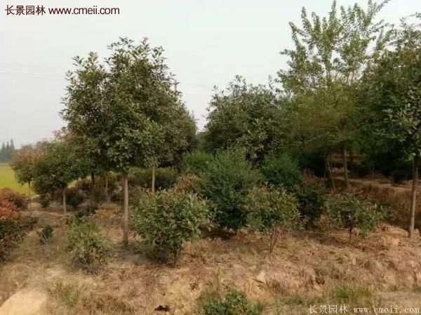 沭阳高杆红叶石楠基地