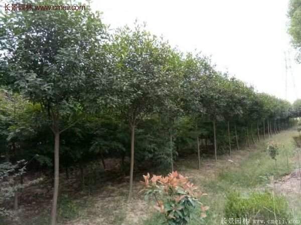 沭阳高杆红叶石楠基地