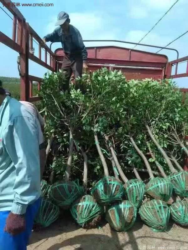 沭阳高杆红叶石楠基地