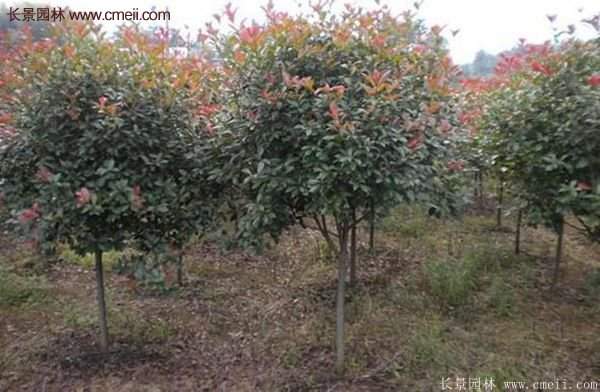 沭阳高杆红叶石楠基地