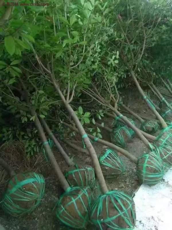 沭阳高杆红叶石楠基地
