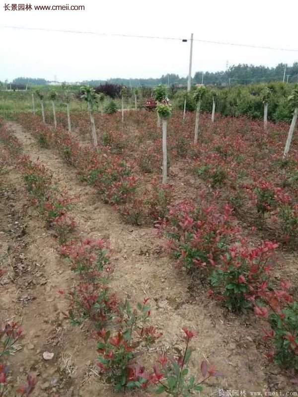 沭阳红叶石楠基地 沭阳红叶石楠基地