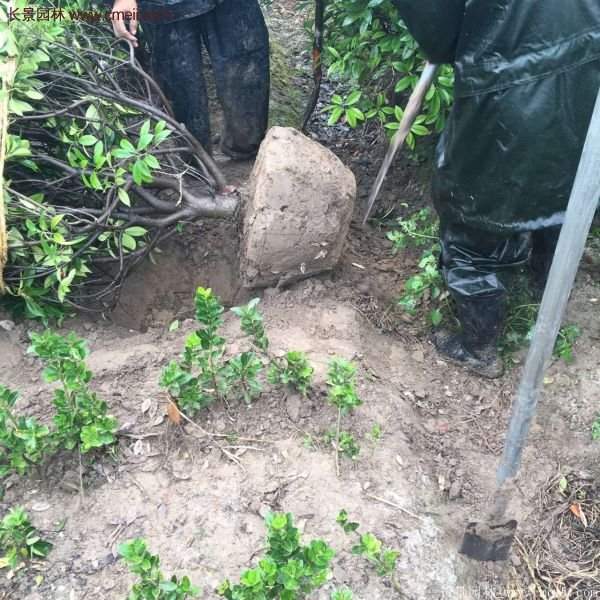 沭阳红叶石楠苗 沭阳红叶石楠苗