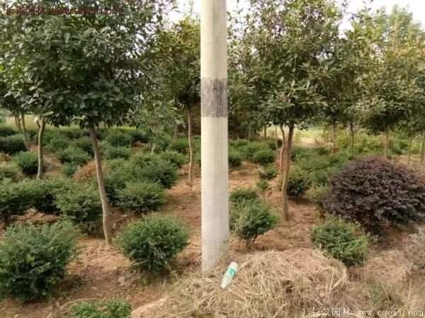 沭阳基地的红叶石楠球、高杆红叶石楠 沭阳基地的红叶石楠球、高杆红叶石楠