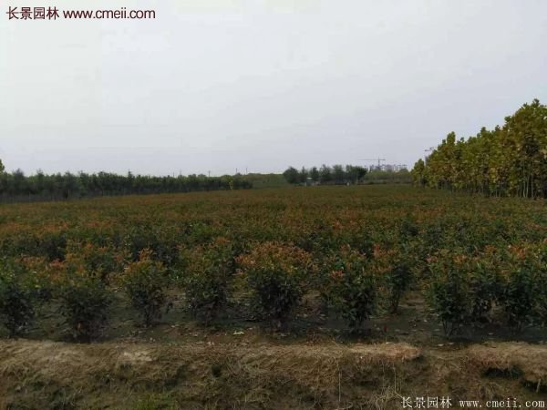 沭阳基地红叶石楠各种规格的价格表 沭阳基地红叶石楠各种规格的价格表