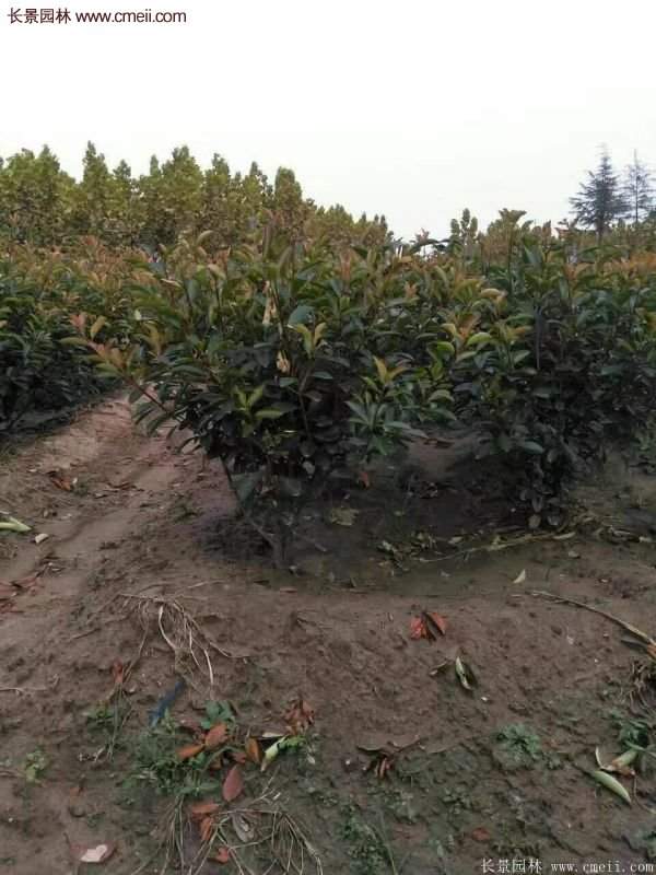 沭阳基地红叶石楠各种规格的价格表 沭阳基地红叶石楠各种规格的价格表