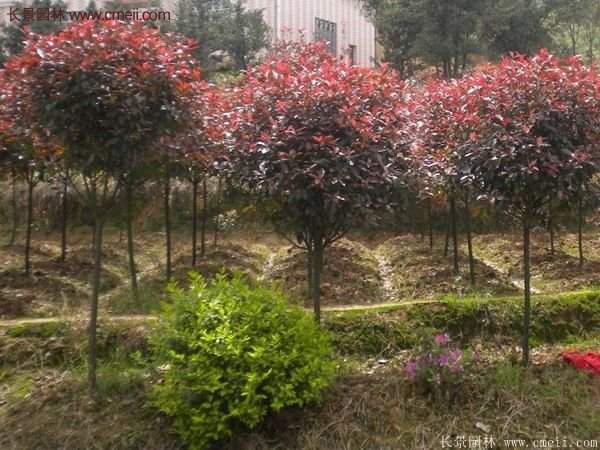 沭阳基地红叶石楠各种规格的价格表 沭阳基地红叶石楠各种规格的价格表
